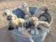 Anatolian Shepherd Puppies for sale in Seminole, TX 79360, USA. price: $50
