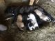 Anatolian Shepherd Puppies for sale in Edwardsville, IL, USA. price: $250