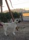 Anatolian Shepherd Puppies for sale in Riverside, CA, USA. price: NA