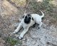 Anatolian Shepherd Puppies for sale in FL-47, Fort White, FL 32038, USA. price: $500