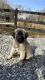 Anatolian Shepherd Puppies for sale in Strunk, KY 42649, USA. price: $600
