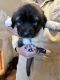 Anatolian Shepherd Puppies for sale in Meadview, Arizona. price: $1,500