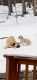 Anatolian Shepherd Puppies for sale in Evergreen, Colorado. price: $550