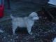 Anatolian Shepherd Puppies for sale in Machiasport, ME, USA. price: NA