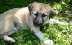Anatolian Shepherd Puppies for sale in Costa Mesa, CA, USA. price: NA