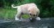 Anatolian Shepherd Puppies for sale in Colorado Springs, CO, USA. price: NA