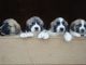 Anatolian Shepherd Puppies for sale in Atlanta, GA, USA. price: NA