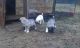 Anatolian Shepherd Puppies for sale in Vancouver, WA, USA. price: NA