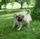 Anatolian Shepherd Puppies for sale in Beaver Creek, CO 81620, USA. price: $500