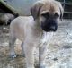 Anatolian Shepherd Puppies for sale in Arden, DE 19810, USA. price: NA