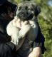 Anatolian Shepherd Puppies for sale in Dallas, TX, USA. price: NA