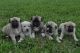 Anatolian Shepherd Puppies for sale in Beaver Creek, CO 81620, USA. price: $600