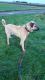 Anatolian Shepherd Puppies for sale in New York, NY, USA. price: NA