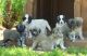 Anatolian Shepherd Puppies for sale in Georgetown, GA, USA. price: NA