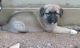 Anatolian Shepherd Puppies for sale in New York, NY, USA. price: NA