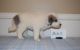 Anatolian Shepherd Puppies for sale in Vancouver, BC, Canada. price: NA