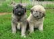 Anatolian Shepherd Puppies for sale in Columbus, OH, USA. price: NA