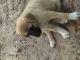 Anatolian Shepherd Puppies for sale in FL-47, Fort White, FL 32038, USA. price: $450