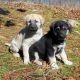 Anatolian Shepherd Puppies for sale in California St, San Francisco, CA, USA. price: NA