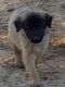Anatolian Shepherd Puppies for sale in Alexander Rd, Alexander, AR, USA. price: $150