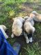 Anatolian Shepherd Puppies for sale in Daingerfield, TX 75638, USA. price: NA