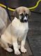 Anatolian Shepherd Puppies for sale in Houston, TX 77001, USA. price: NA