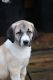 Anatolian Shepherd Puppies for sale in Southfield, MI, USA. price: $290