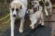 Anatolian Shepherd Puppies for sale in Ghent, NY, USA. price: NA