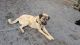 Anatolian Shepherd Puppies for sale in Houston, TX, USA. price: NA