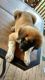 Anatolian Shepherd Puppies for sale in Red Rock, TX 78662, USA. price: NA