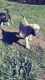 Anatolian Shepherd Puppies for sale in Romulus, MI, USA. price: $500