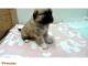 Anatolian Shepherd Puppies for sale in Chicago, IL, USA. price: NA