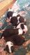 Anatolian Shepherd Puppies for sale in Blacksburg, SC 29702, USA. price: NA
