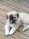 Anatolian Shepherd Puppies for sale in Leitchfield, KY 42754, USA. price: $600