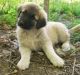 Anatolian Shepherd Puppies for sale in Cincinnati, OH, USA. price: $400