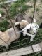 Anatolian Shepherd Puppies for sale in Union Mills, IN 46382, USA. price: NA