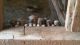 Anatolian Shepherd Puppies for sale in Crofton, KY 42217, USA. price: NA