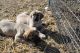 Anatolian Shepherd Puppies for sale in Kettle Falls, WA 99141, USA. price: NA