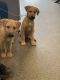 Anatolian Shepherd Puppies for sale in Cincinnati, OH, USA. price: $550