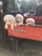 Anatolian Shepherd Puppies for sale in La Crosse, WI, USA. price: NA