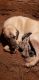 Anatolian Shepherd Puppies for sale in Crofton, KY 42217, USA. price: NA