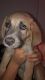 Anatolian Shepherd Puppies for sale in Maplewood, MN, USA. price: NA
