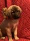 Anatolian Shepherd Puppies for sale in Galion, OH 44833, USA. price: $1,000