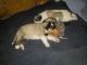 Anatolian Shepherd Puppies for sale in Central Florida, FL, USA. price: $750