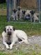 Anatolian Shepherd Puppies for sale in West Unity, OH 43570, USA. price: $500