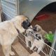 Anatolian Shepherd Puppies for sale in Fort Valley, GA, USA. price: $300