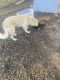 Anatolian Shepherd Puppies for sale in Radcliff, KY, USA. price: $200