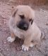 Anatolian Shepherd Puppies for sale in Sedona, AZ 86336, USA. price: NA