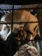 Anatolian Shepherd Puppies for sale in Ionia, MI 48846, USA. price: $150