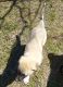 Anatolian Shepherd Puppies for sale in Waco, TX, USA. price: NA